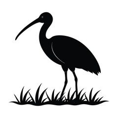 Ibis Standing in a Wetland with Long Curved Beak Silhouette