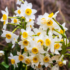 Narcissus tazetta, the first spring flowers, bloom in January in Israel.