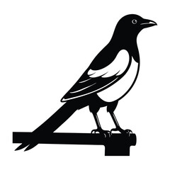 Magpie Perched on a Fence with Tail Extended Silhouette