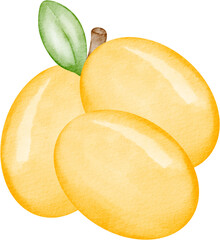 watercolor plum fruit