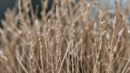 Fototapeta premium Close-up of dry grass pattern on a background. Plant texture. Poster.