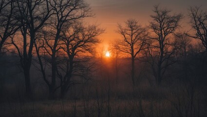 sunset among bare trees