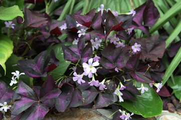 Blooming purple oxalis triangularis, aka false shamrock