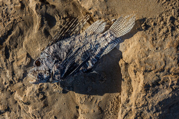 A dead, dried red lionfish (Pterois volitans), a venomous coral reef fish in the Scorpaenidae family, Scorpaeniformes order, on the sand near the sea.