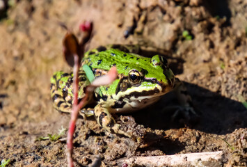 Grüner Frosch in der Makrofotografie