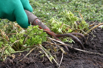 Loosening the soil and removing rotten parsley leaves from last year's harvest after the snow melts...