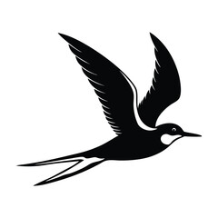 Tern Flying Low Over Water with Long Wings Silhouette