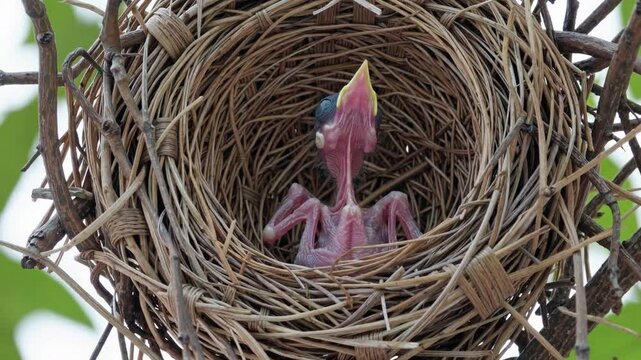 A newborn bird with translucent skin and a wide-open beak sits in a woven nest. The delicate hatchling appears vulnerable, surrounded by intricate natural twigs