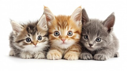 Cute Kittens Row Against White Background