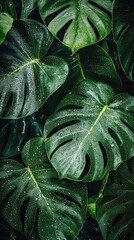 Lush Green Monstera Leaves with Dew Drops - Tropical Rainforest Background
