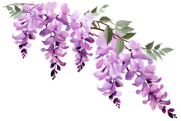 watercolor blooming purple malva flower branch on transparent background