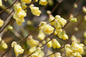 yellow flowers in spring