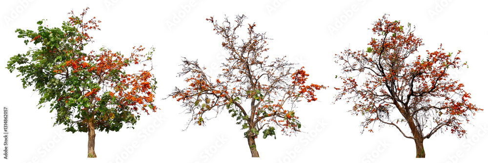Aufkleber collection tree with orange blooming flower PNG transparent background you can move by drag and drop in main project 