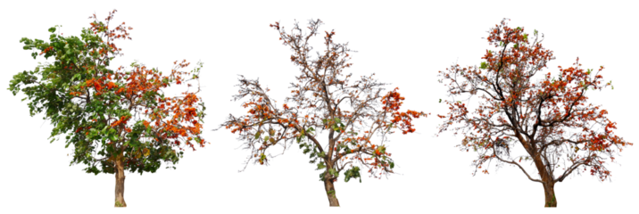 collection tree with orange blooming flower PNG transparent background you can move by drag and drop in main project 