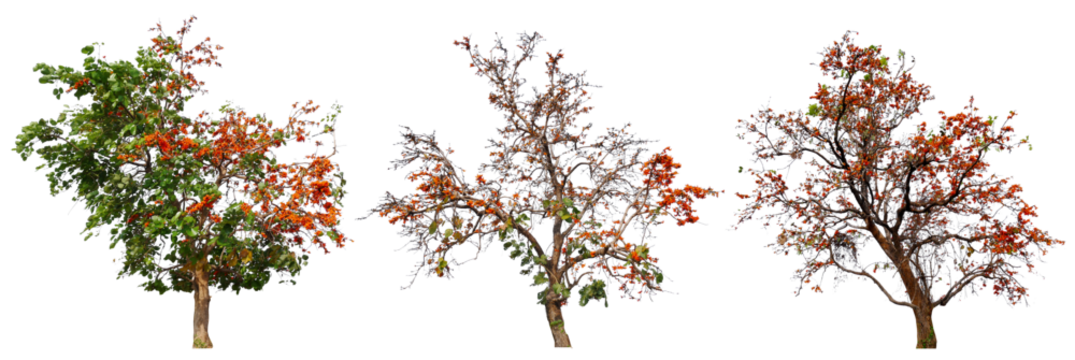 collection tree with orange blooming flower PNG transparent background you can move by drag and drop in main project 