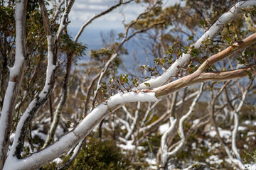 alpine plants and trees snow on a mountain in tasmania australia
