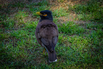 Indian mynah