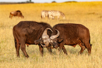 Bufle d'Afrique © laurent