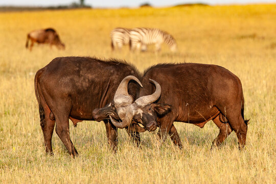Bufle d'Afrique