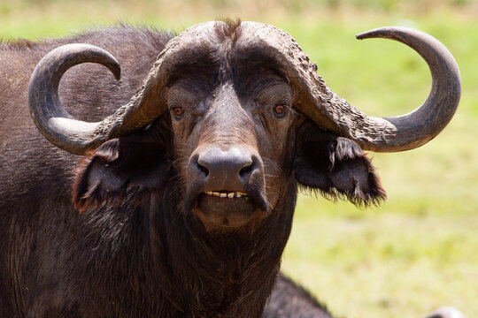 Bufle d'Afrique