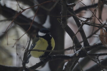 great tit (Parus major) sitting in the branches of a tree. The great tit (Parus major) is a passerine bird in the tit family Paridae.
