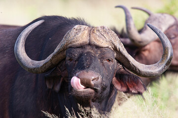 Fototapeta premium Bufle d'Afrique