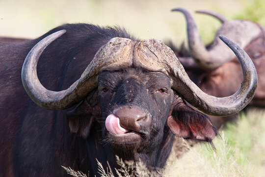Bufle d'Afrique