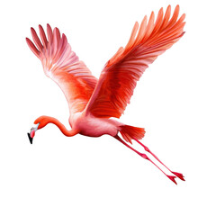 Vibrant Flamingo in Flight Against a Transparent Background
