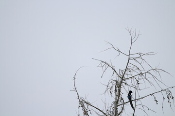 Eurasian magpie (Pica pica) in its natural environment. Group of Eurasian Magpies sitting on a tree
