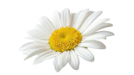 Fototapeta premium White daisy flower blooming with transparent background