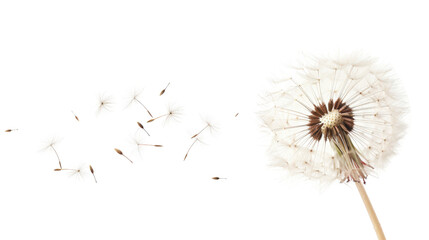Dandelion seeds blowing in the wind on transparent background