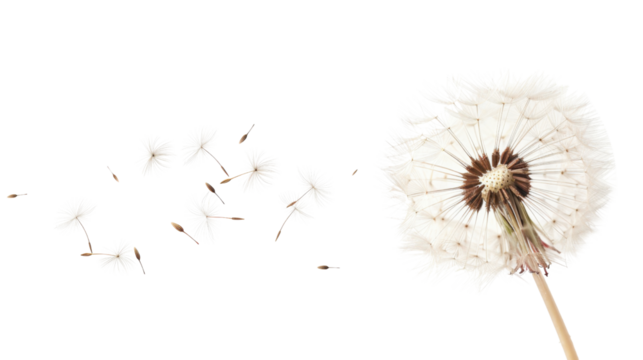 Dandelion seeds blowing in the wind on transparent background