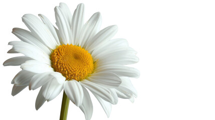 White daisy flower blooming with transparent background