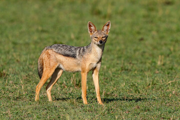 Chacal et ses petits