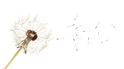 Dandelion seeds blowing in the wind on transparent background