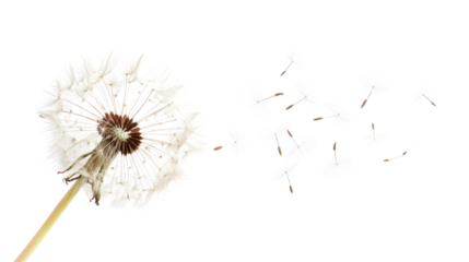 Dandelion seeds blowing in the wind on transparent background