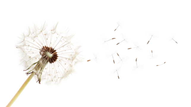 Dandelion seeds blowing in the wind on transparent background
