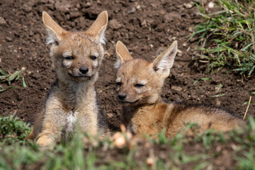 Chacal et ses petits