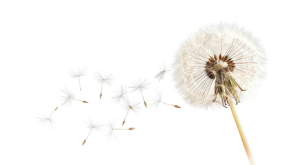 Dandelion seeds blowing in the wind on transparent background