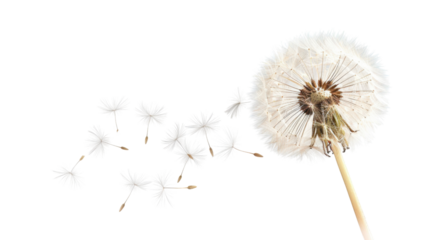 Dandelion seeds blowing in the wind on transparent background