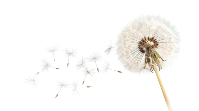 Dandelion seeds blowing in the wind on transparent background