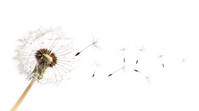 Dandelion seeds blowing in the wind on transparent background