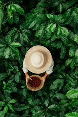 A worker is carefully handpicking ripe coffee berries, adorned with a straw hat. Surrounded by vibrant green plants, the basket tied to their waist fills with nature's bounty