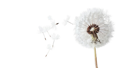 Dandelion seeds blowing in the wind on transparent background