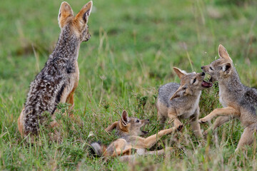 Chacal et ses petits