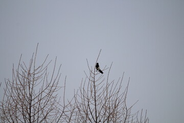 Eurasian magpie (Pica pica) in its natural environment. Group of Eurasian Magpies sitting on a tree
