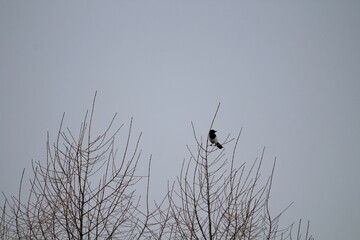 Eurasian magpie (Pica pica) in its natural environment. Group of Eurasian Magpies sitting on a tree
