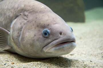 blobfish on underwater wildlife