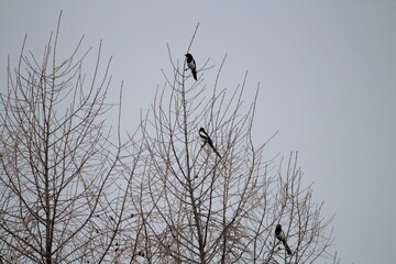 Eurasian magpie (Pica pica) in its natural environment. Group of Eurasian Magpies sitting on a tree
