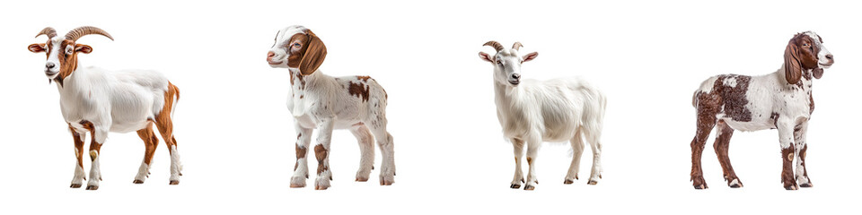 Collection of boer goats isolated on transparent background